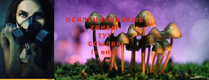 ОМГ ОМГ как войти  где найти   Ейск  Псилоцибиновые грибы Psilocybe 